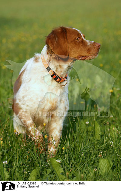 Brittany Spaniel / AB-02382