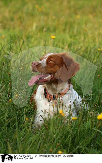 Epagneul Breton / Brittany Spaniel / AB-02385