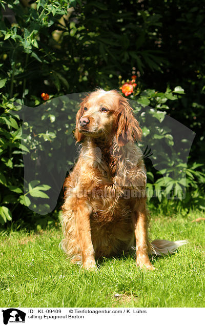 sitzender Epagneul Breton / sitting Epagneul Breton / KL-09409