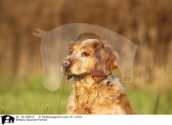 Epagneul Breton Portrait / Brittany Spaniel Portrait / KL-09910