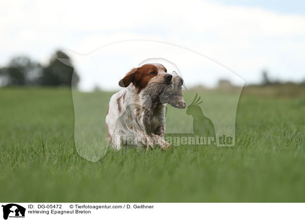 apportierender Epagneul Breton / retrieving Epagneul Breton / DG-05472