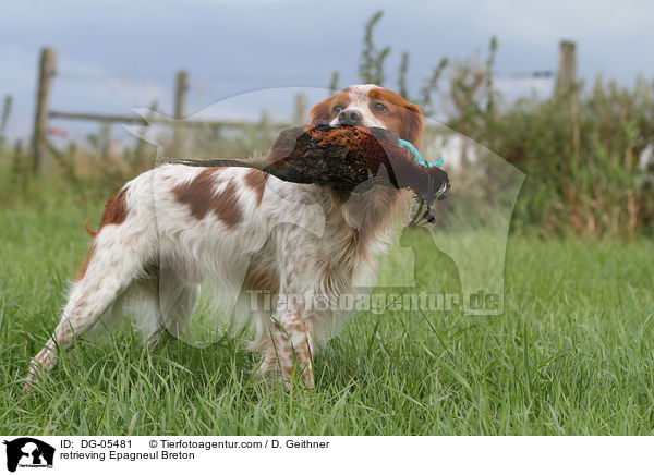 apportierender Epagneul Breton / retrieving Epagneul Breton / DG-05481
