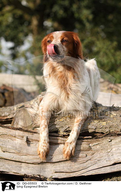 liegender Epagneul Breton / lying Epagneul Breton / DG-05503