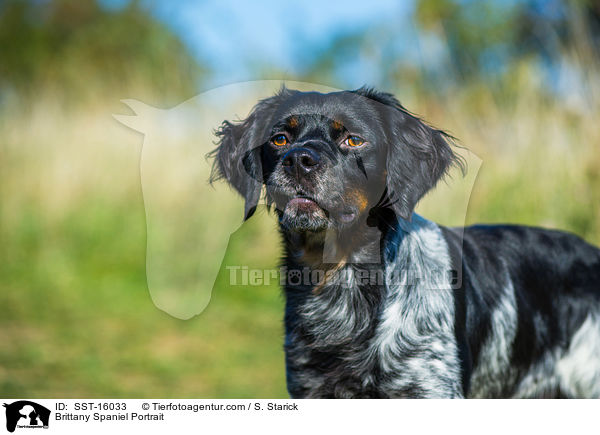 Epagneul Breton Portrait / Brittany Spaniel Portrait / SST-16033