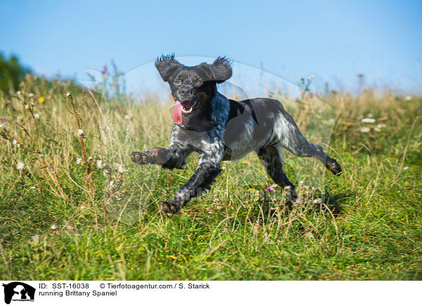 rennender Epagneul Breton / running Brittany Spaniel / SST-16038