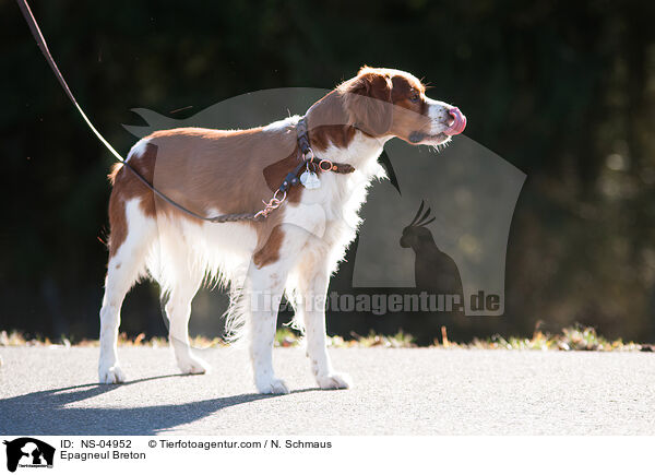 Epagneul Breton / Epagneul Breton / NS-04952