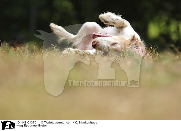 liegender Epagneul Breton / lying Epagneul Breton / KB-01370