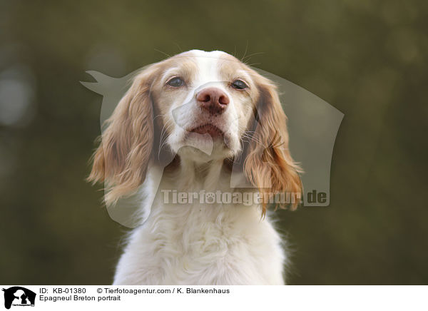Epagneul Breton Portrait / Epagneul Breton portrait / KB-01380