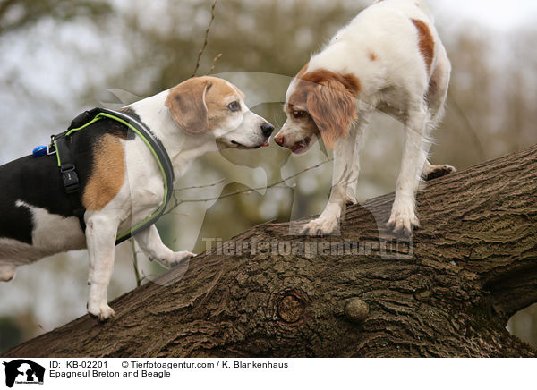 Epagneul Breton und Beagle / Epagneul Breton and Beagle / KB-02201