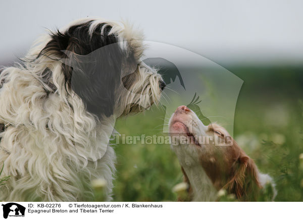 Epagneul Breton and Tibetan Terrier / KB-02276