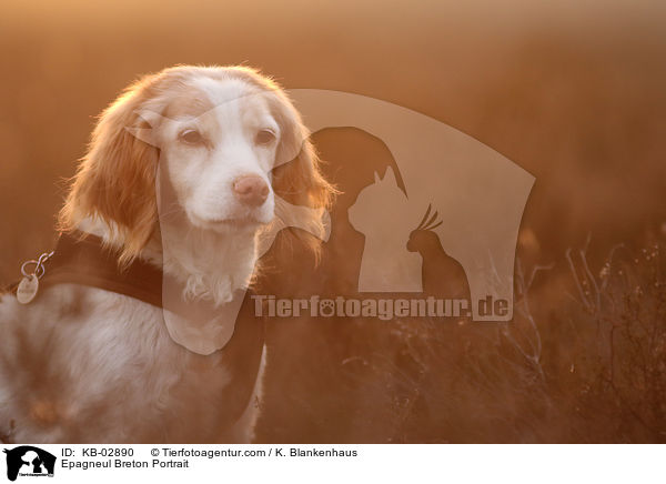 Epagneul Breton Portrait / Epagneul Breton Portrait / KB-02890