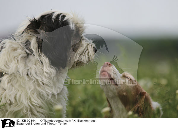 Epagneul Breton und Tibet-Terrier / Epagneul Breton and Tibetan Terrier / KB-02894