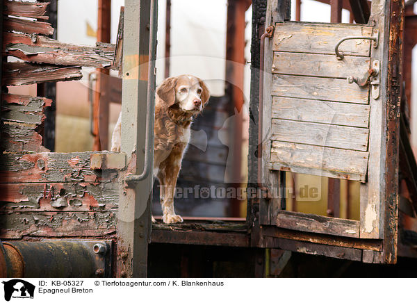 Epagneul Breton / Epagneul Breton / KB-05327