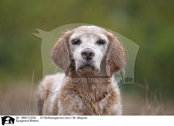Epagneul Breton / Epagneul Breton / MW-17204