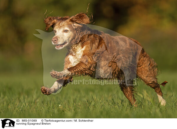 running Epagneul Breton / MIS-01089