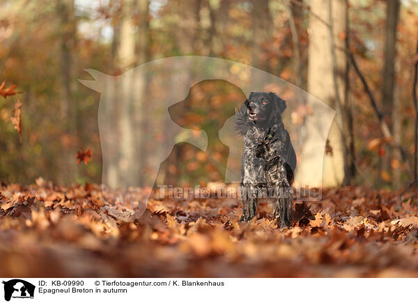 Epagneul Breton im Herbst / Epagneul Breton in autumn / KB-09990