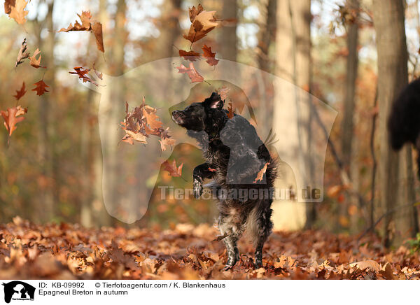 Epagneul Breton im Herbst / Epagneul Breton in autumn / KB-09992