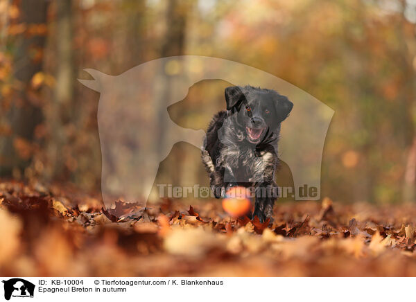 Epagneul Breton im Herbst / Epagneul Breton in autumn / KB-10004