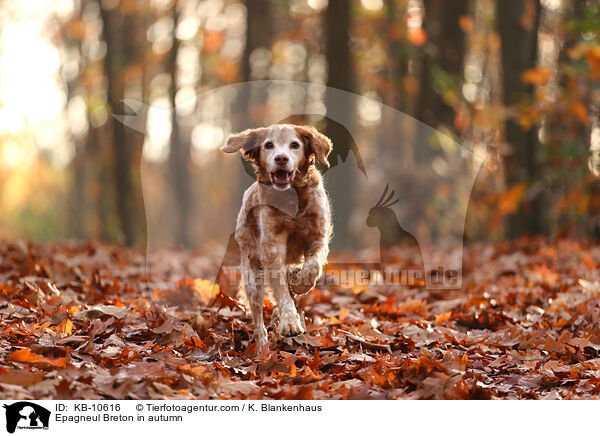 Epagneul Breton im Herbst / Epagneul Breton in autumn / KB-10616