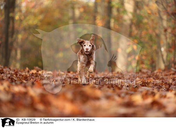 Epagneul Breton in autumn / KB-10629