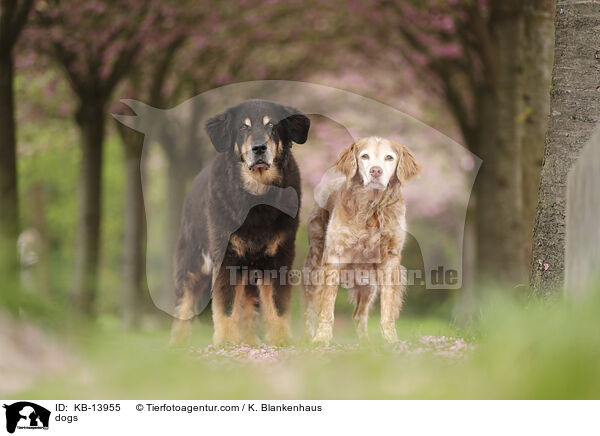 Hunde / dogs / KB-13955