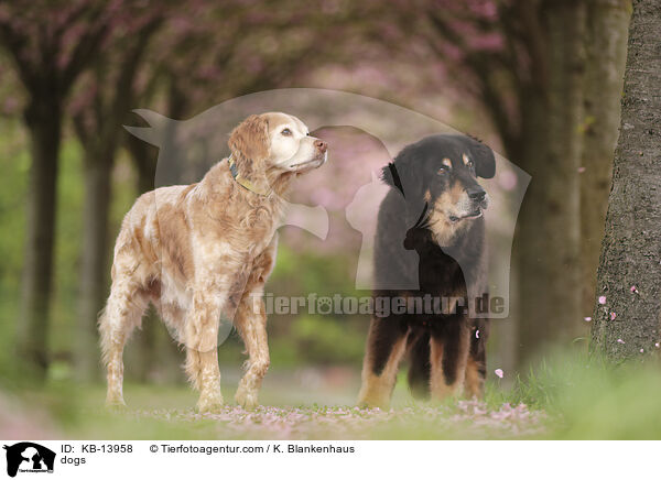 dogs / KB-13958