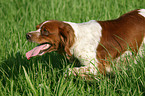 Brittany Spaniel