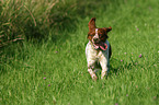 running Epagneul Breton