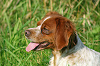 Brittany Spaniel Portrait