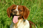 Brittany Spaniel Portrait