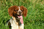 Brittany Spaniel Portrait