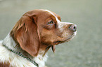 Brittany Spaniel Portrait