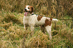 Brittany Spaniel