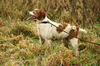 Brittany Spaniel