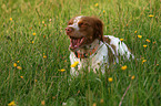 Brittany Spaniel