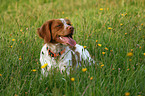 Brittany Spaniel