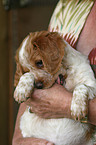 Epagneul Breton Puppy