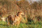 Brittany Spaniel