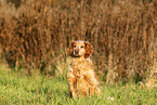 sitting Epagneul Breton