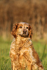 Brittany Spaniel Portrait