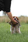 retrieving Epagneul Breton