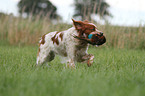 retrieving Epagneul Breton