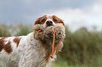 retrieving Epagneul Breton