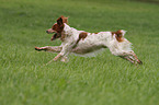 running Epagneul Breton