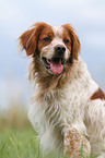 Brittany Spaniel Portrait