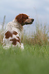 sitting Epagneul Breton