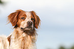 Brittany Spaniel Portrait