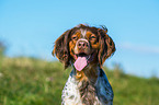 Brittany Spaniel Portrait