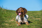 lying Brittany Spaniel