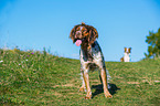 Brittany Spaniel